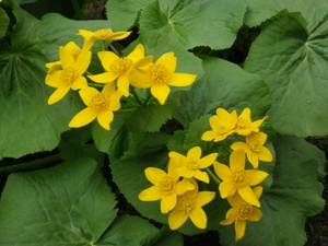 早春の花「エゾノリュウキンカ」