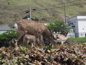温泉童夢周辺「野生のえぞ鹿」