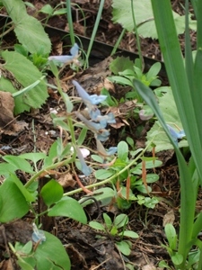 早春の花「エゾエンゴサク」
