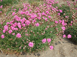 初夏の花「アルメリア　和名ハマカンザシ」